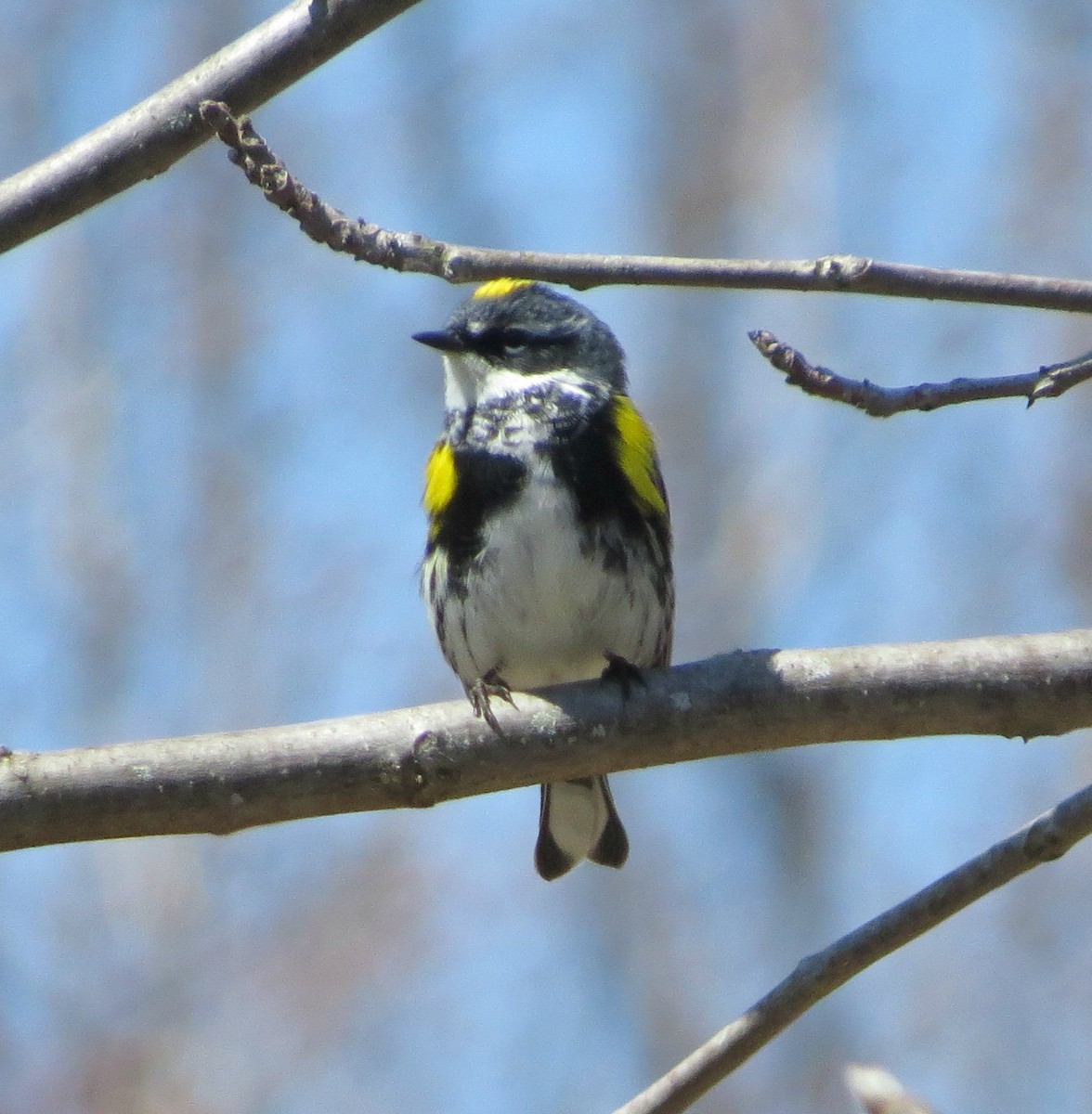 Yellow-rumped Warbler - ML95486191