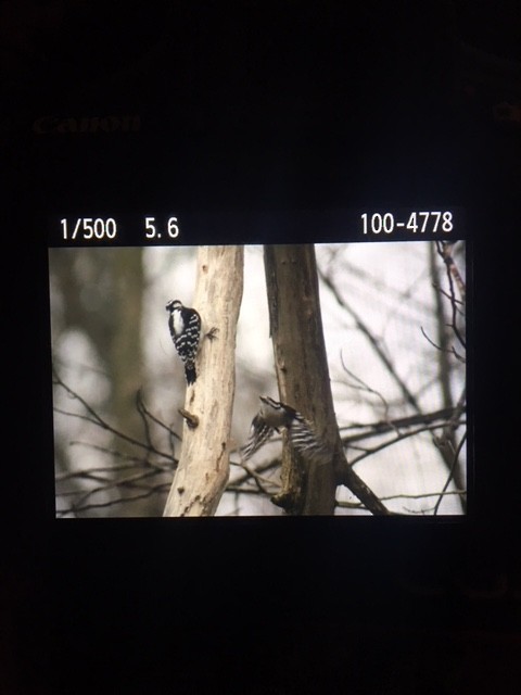 Hairy Woodpecker - ML95486351