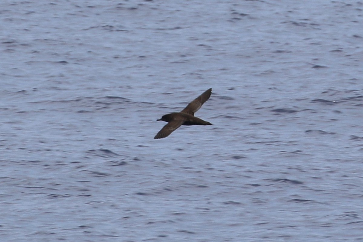 Sooty Shearwater - ML95487471