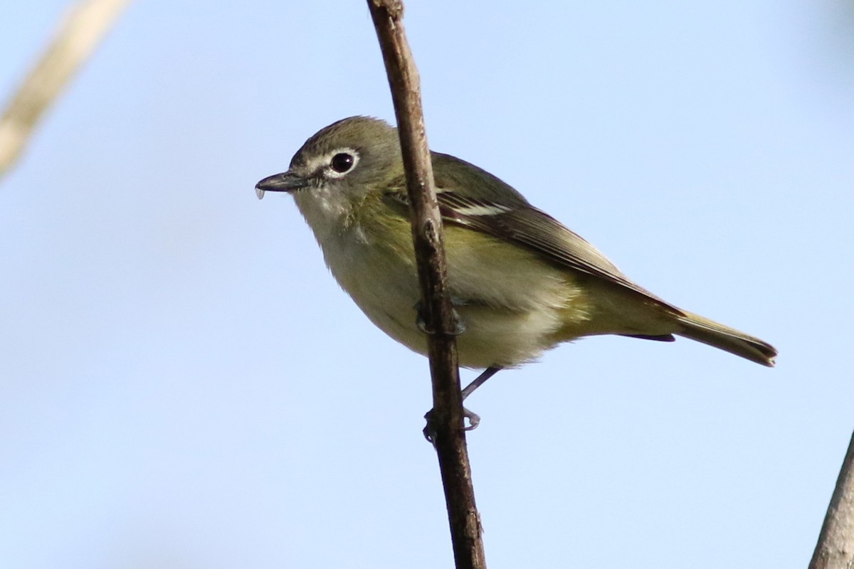 Cassin's Vireo - ML95487611