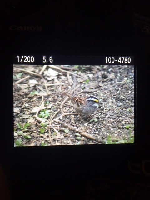 White-throated Sparrow - ML95487901