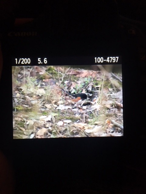 Eastern Towhee - ML95488381