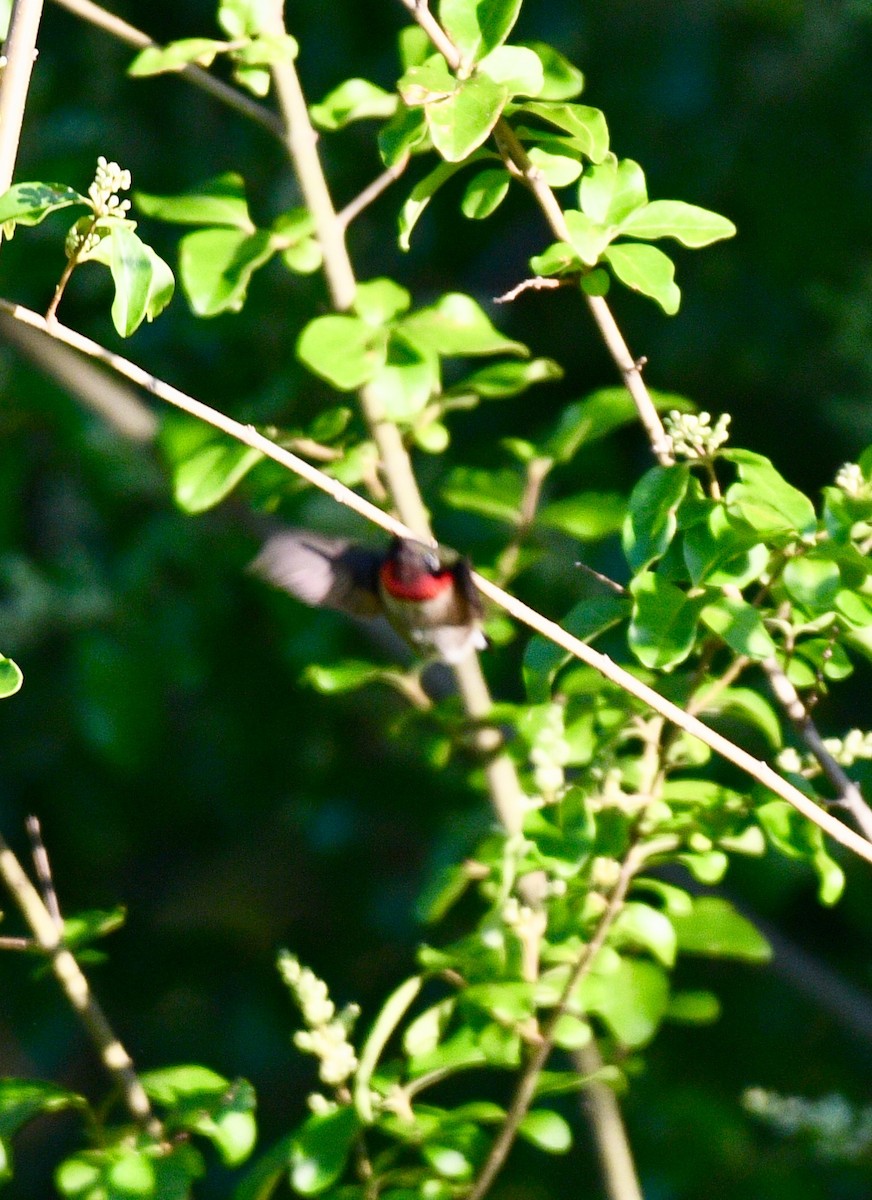 Ruby-throated Hummingbird - Joe Wujcik