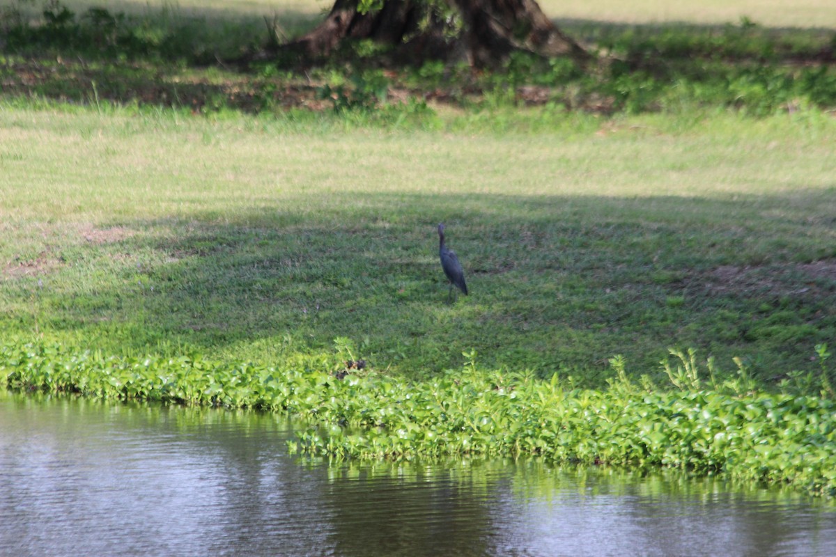 Tricolored Heron - ML95488761