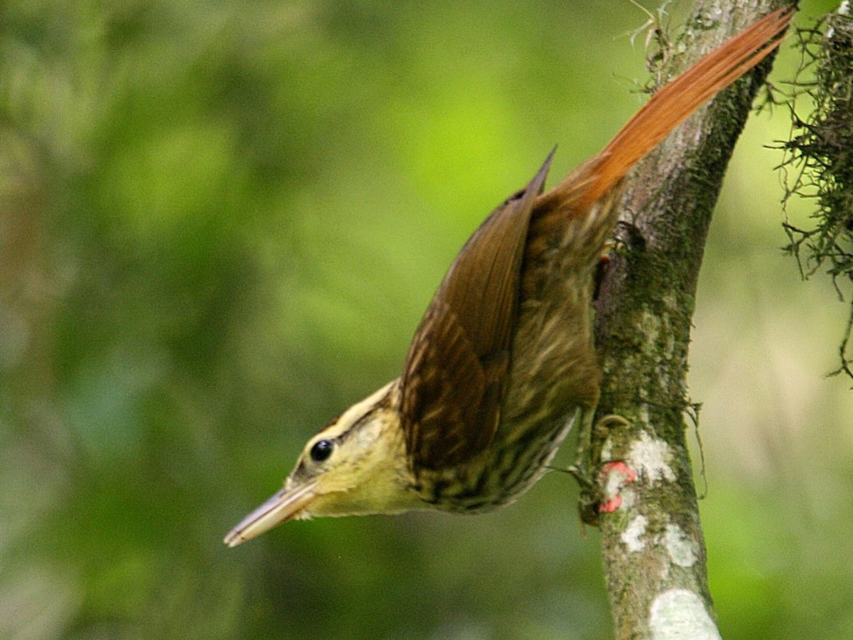 Photos - Pale-browed Treehunter - Cichlocolaptes leucophrus - Birds of ...