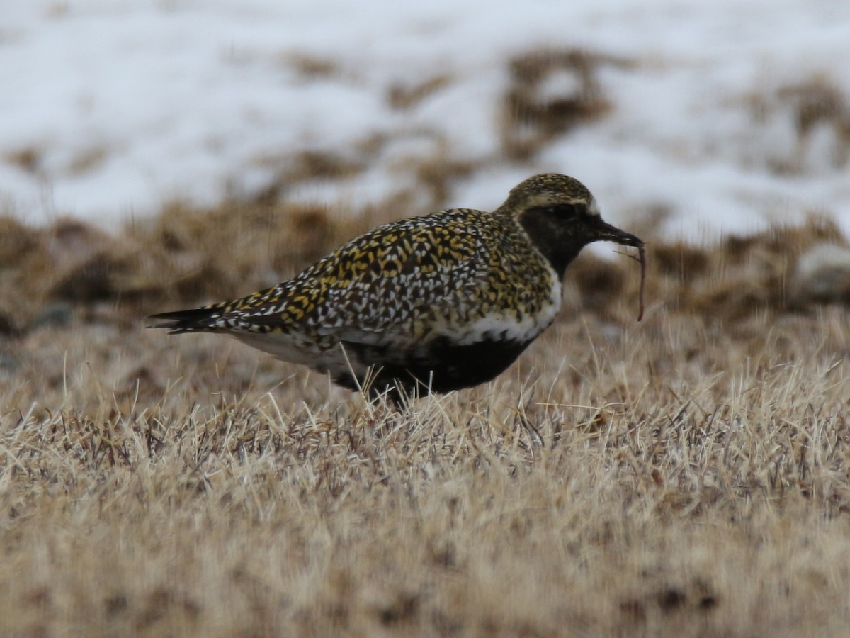 European Golden-Plover - ML95492111