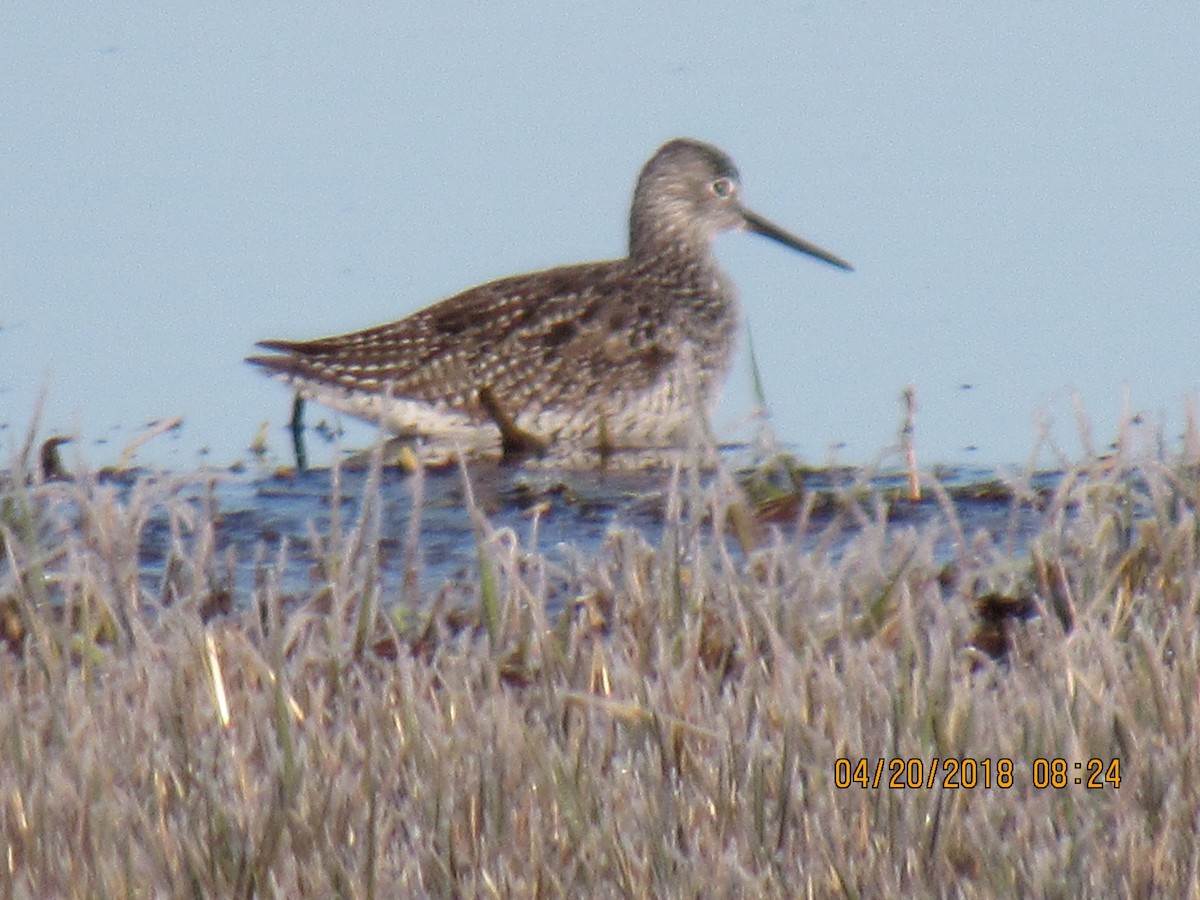 Greater Yellowlegs - Bob McAlear