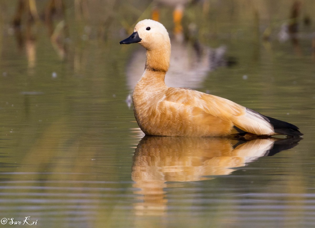 Ruddy Shelduck - Swetha Krishna