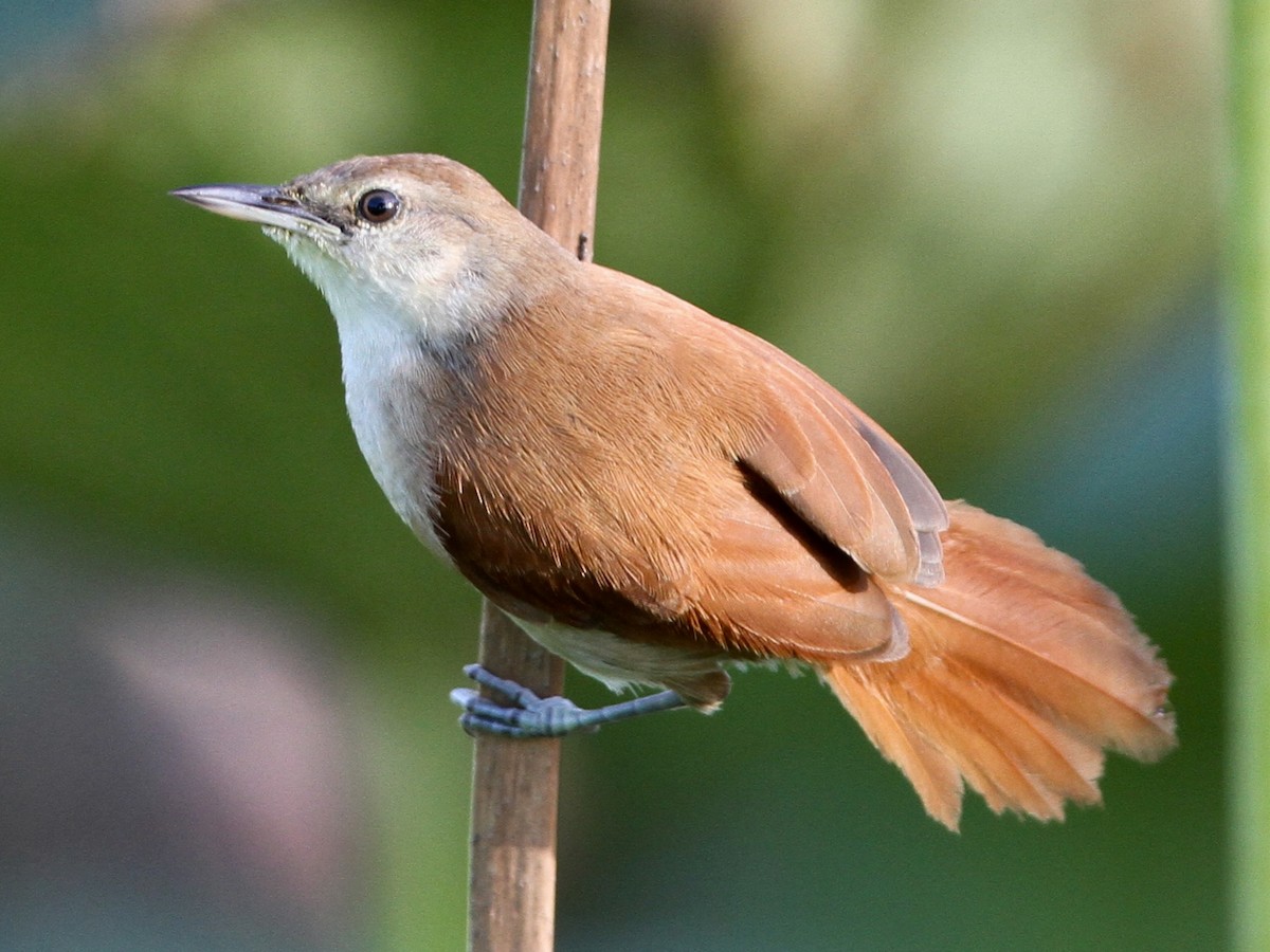 Yellow-chinned Spinetail