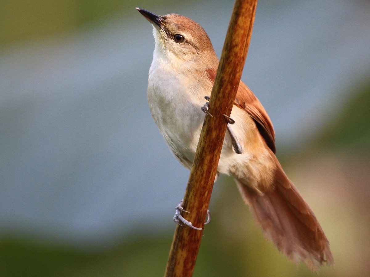 Yellow-chinned Spinetail