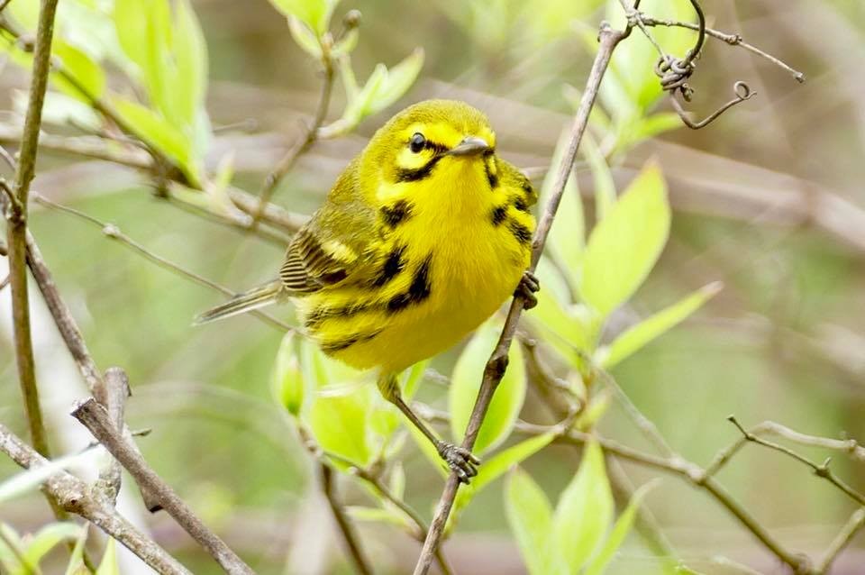 Prairie Warbler - Heather Kolb