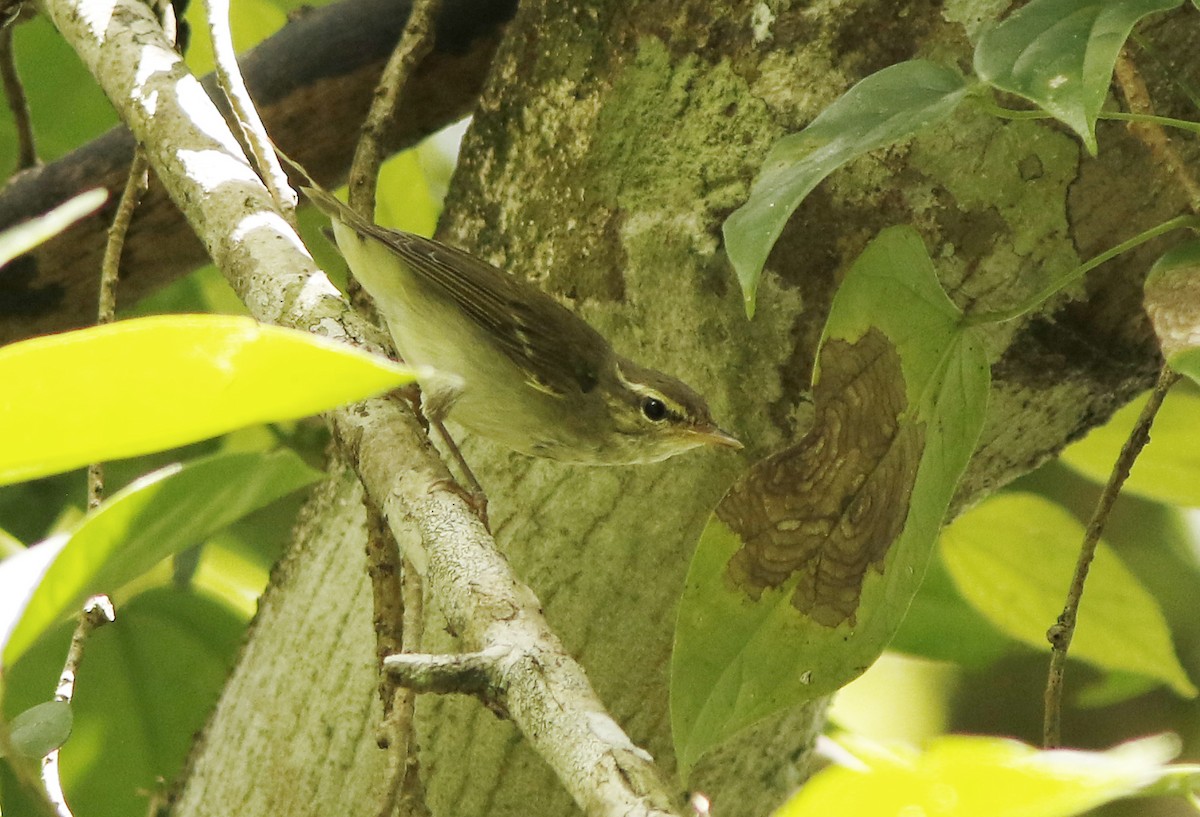 Arctic/Kamchatka Leaf Warbler - David Beadle