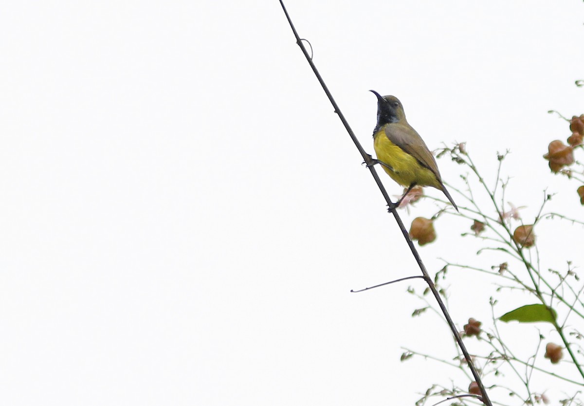 Apricot-breasted Sunbird - ML95496121