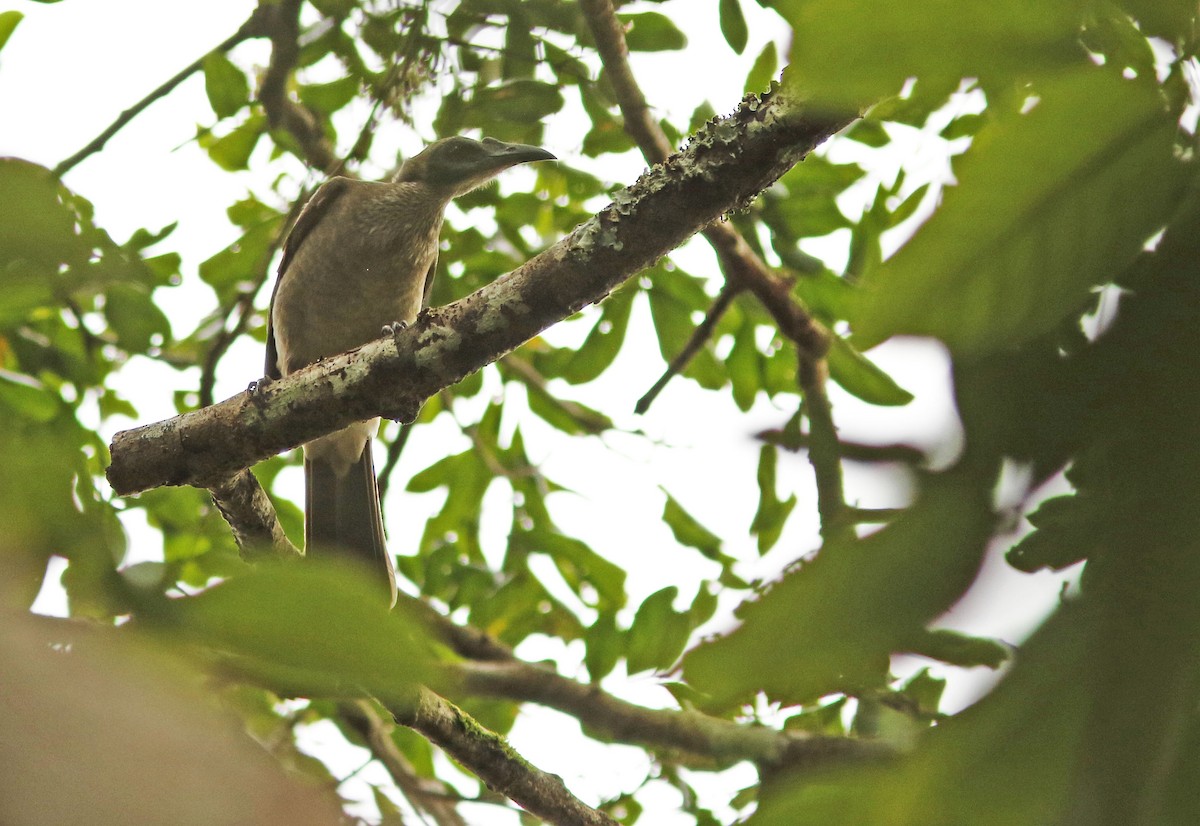 Helmeted Friarbird - ML95496271