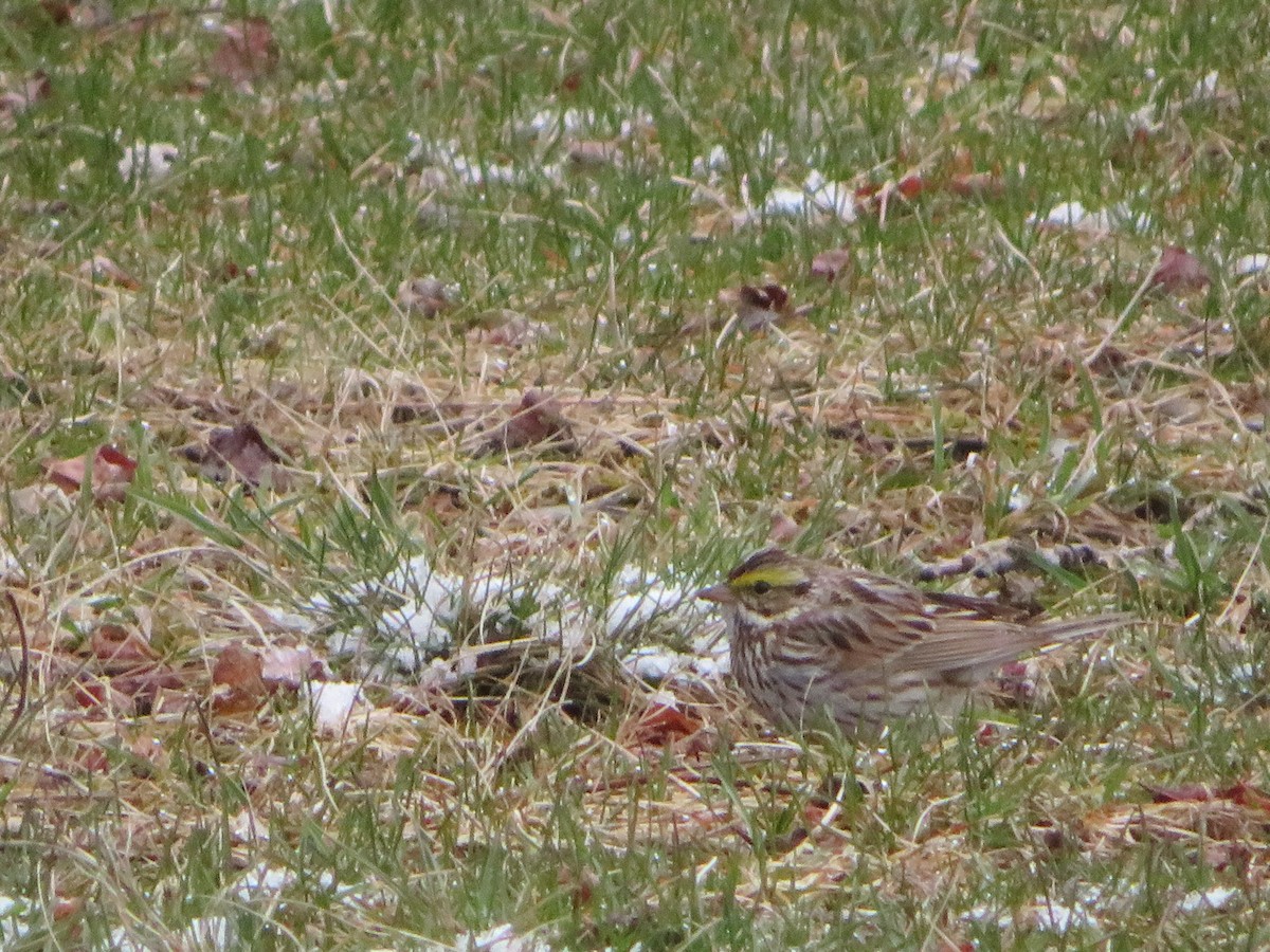 Savannah Sparrow - ML95496371