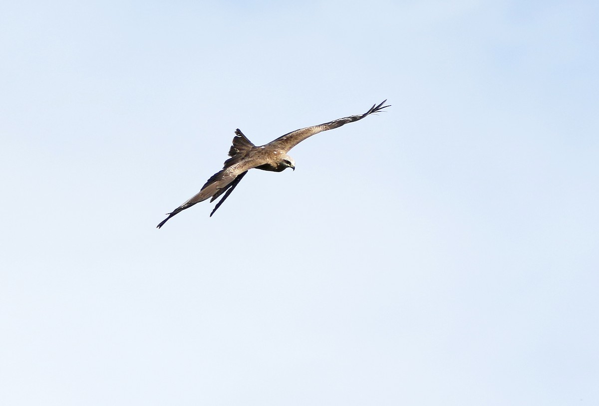 黑鳶 - ML95496661