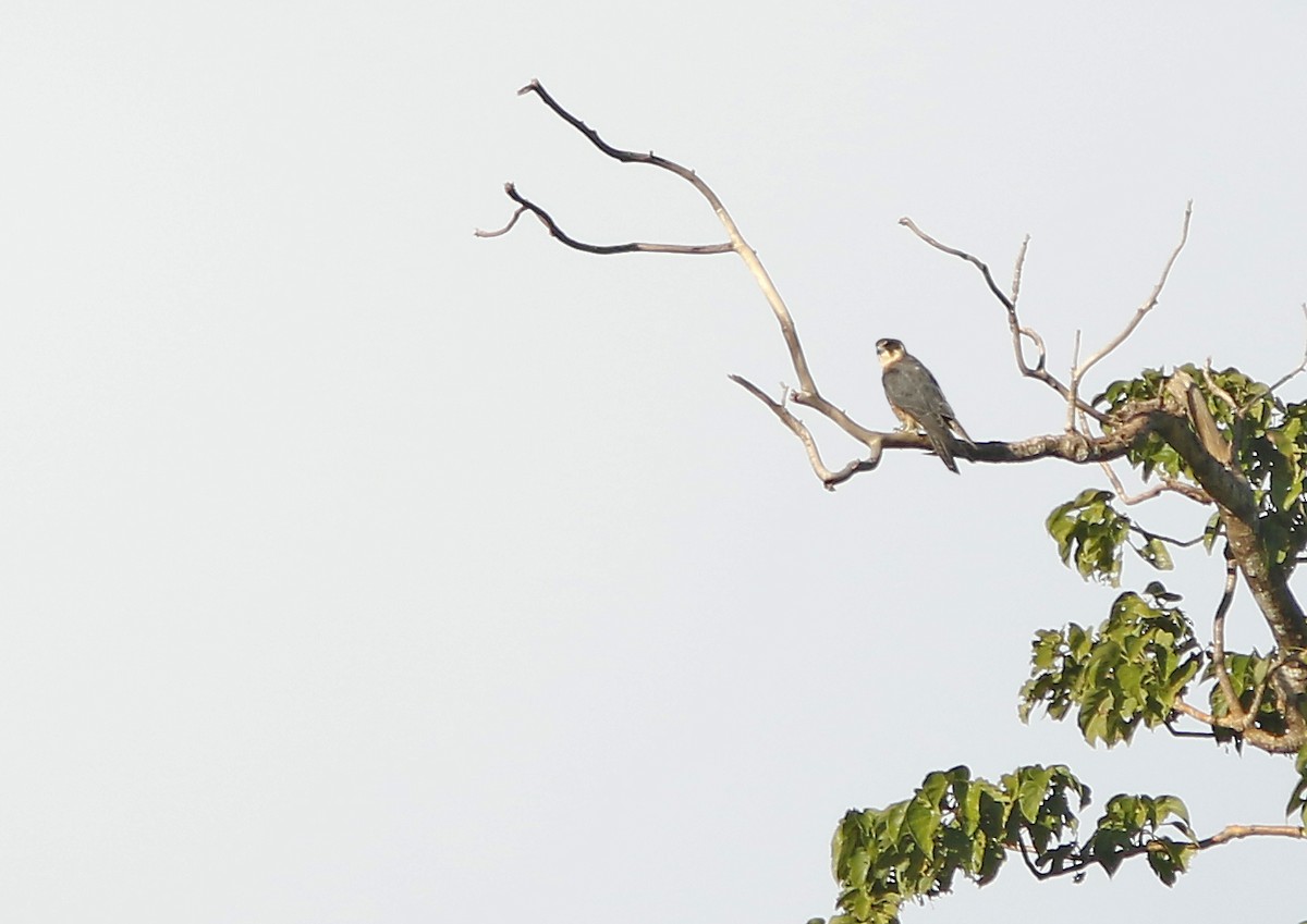 Australian Hobby - ML95496781