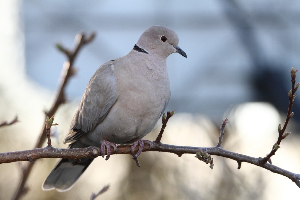 Eurasian Collared-Dove - ML95496971