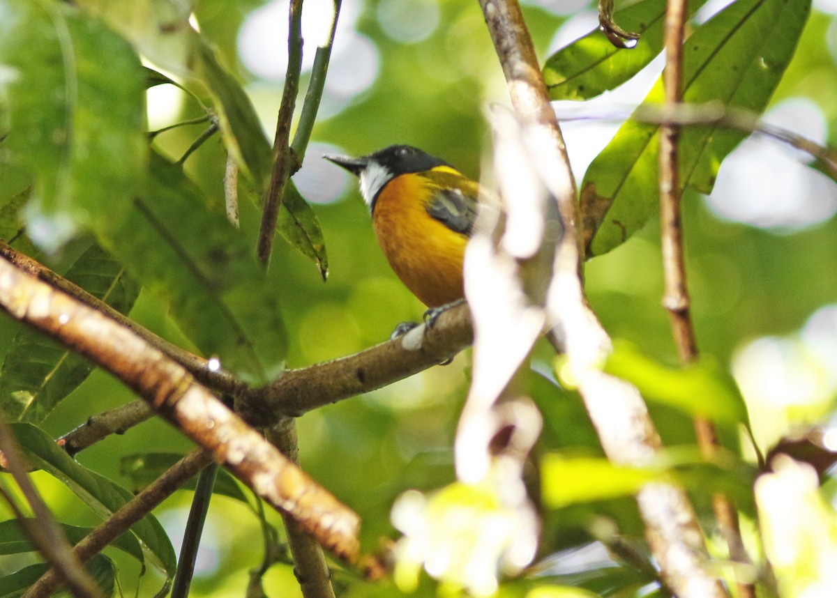 Rusty-breasted Whistler - ML95497181