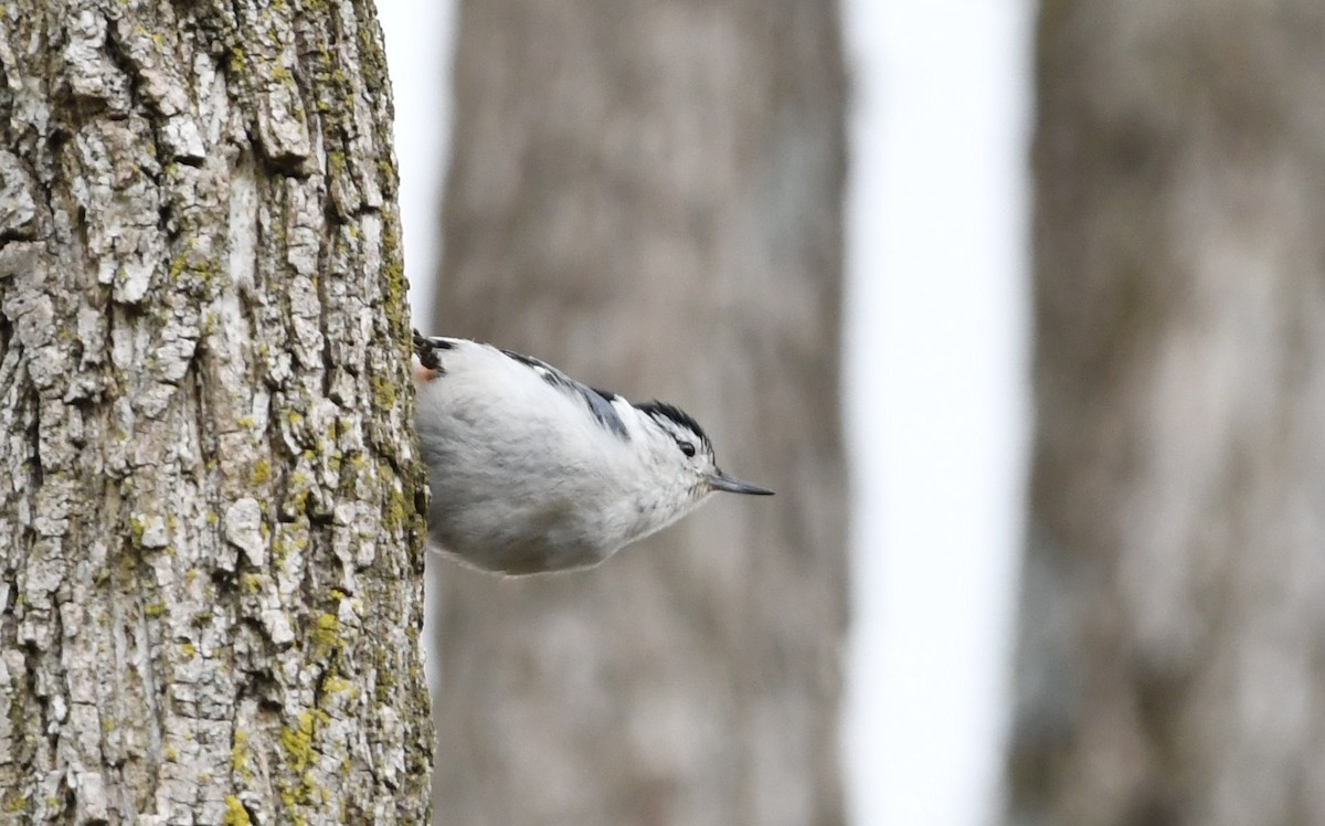 White-breasted Nuthatch - Barry Blust