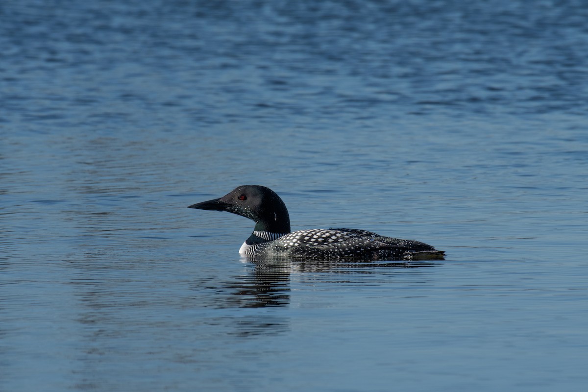 Common Loon - Annette McClellan