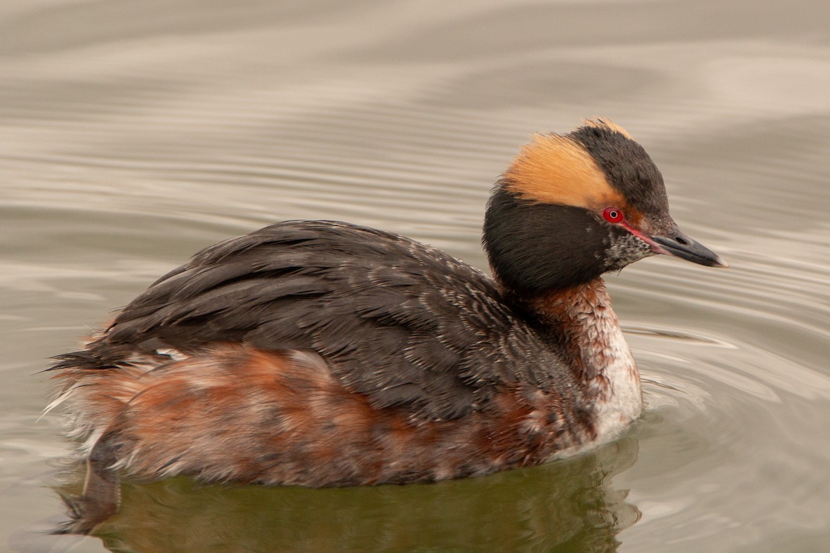 Horned Grebe - ML95502001