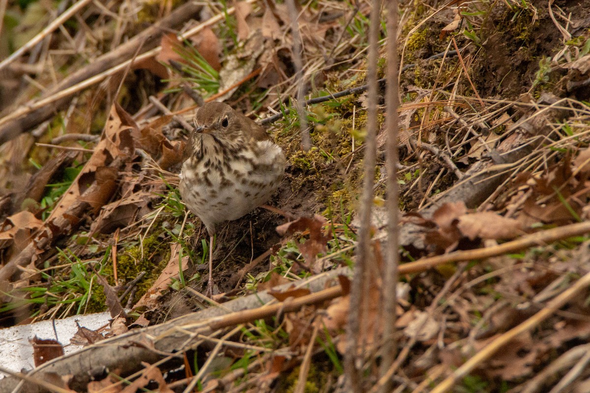 Hermit Thrush - ML95502261