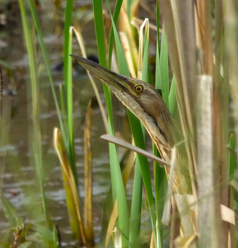 American Bittern - ML95505871