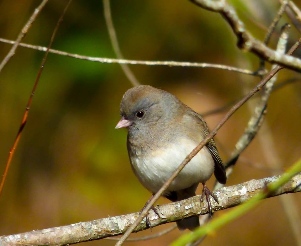 Dark-eyed Junco - ML95506401