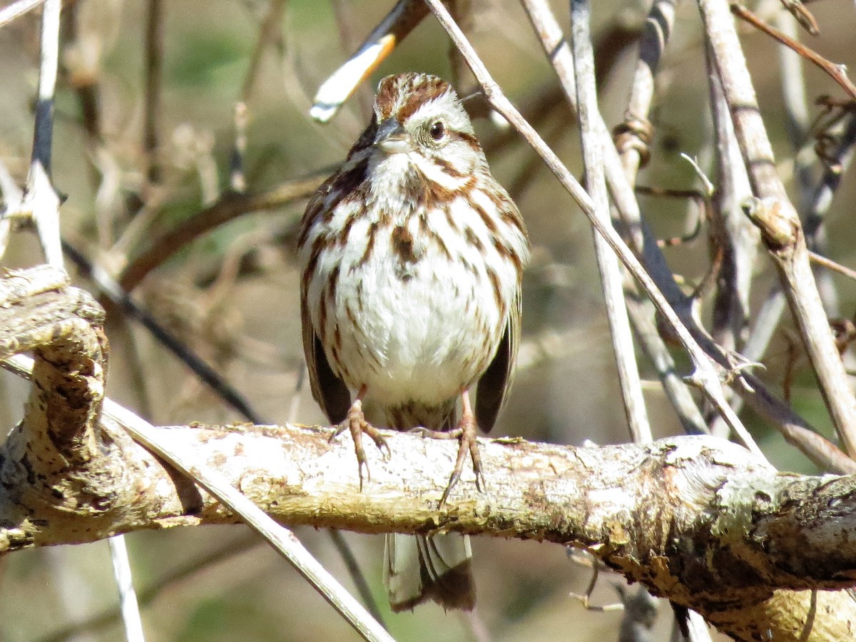 Song Sparrow - ML95507151