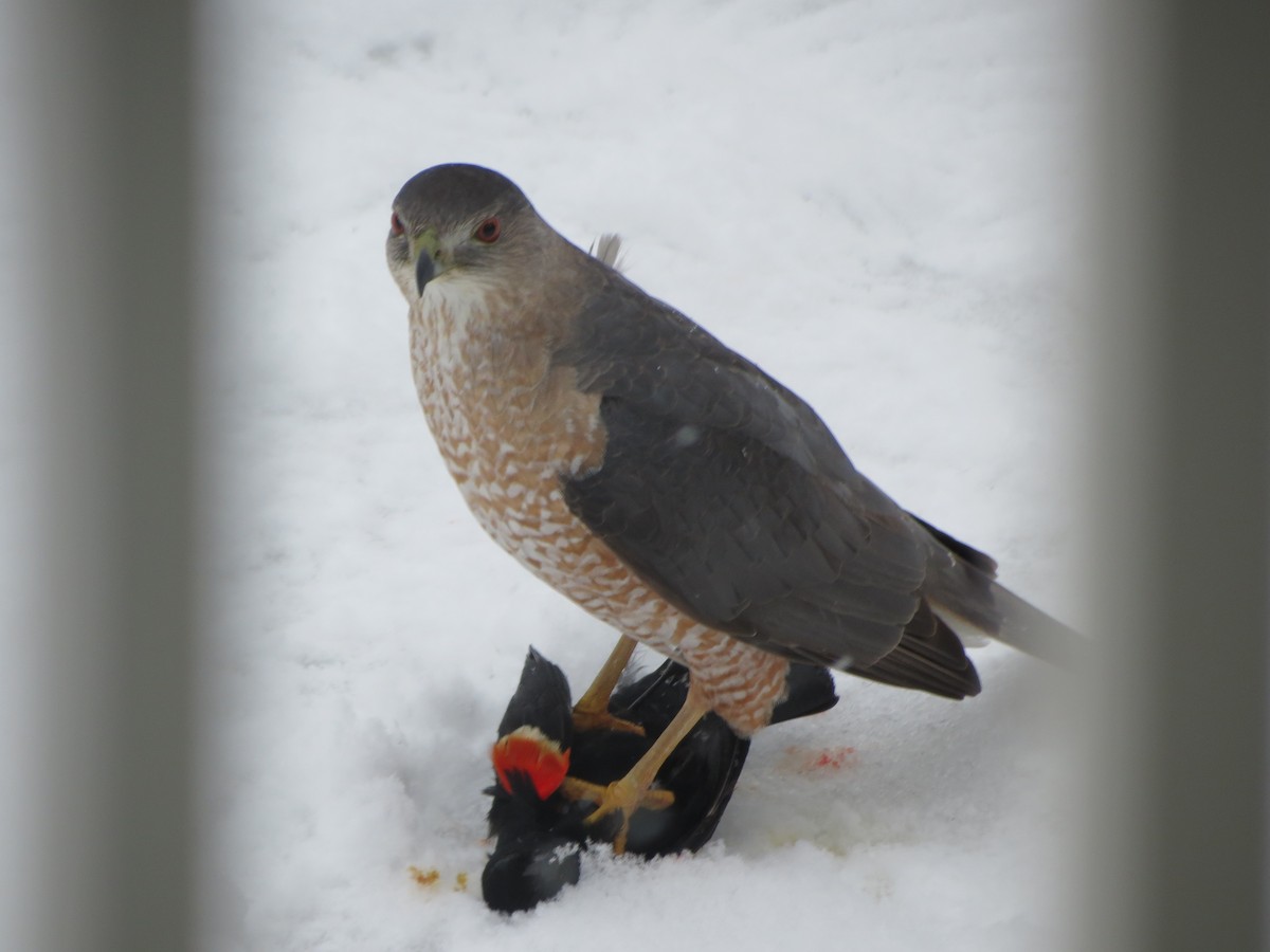 Cooper's Hawk - ML95509901