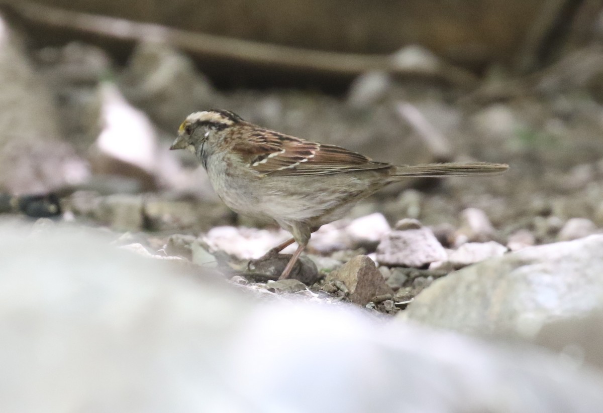 White-throated Sparrow - ML95510311