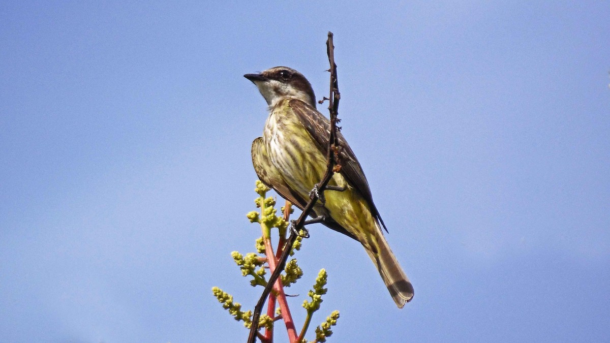 Piratic Flycatcher - Tarran Maharaj