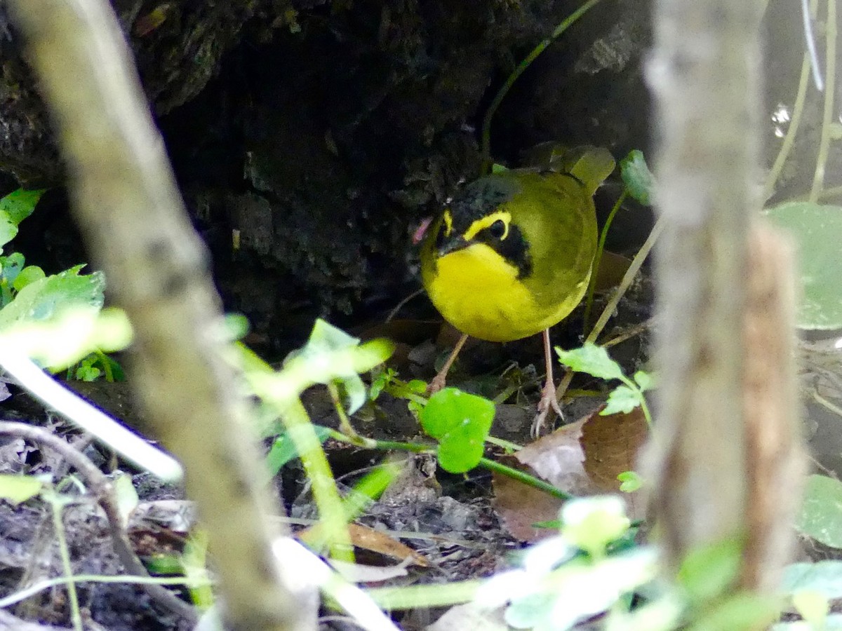 Kentucky Warbler - Cindy Olson