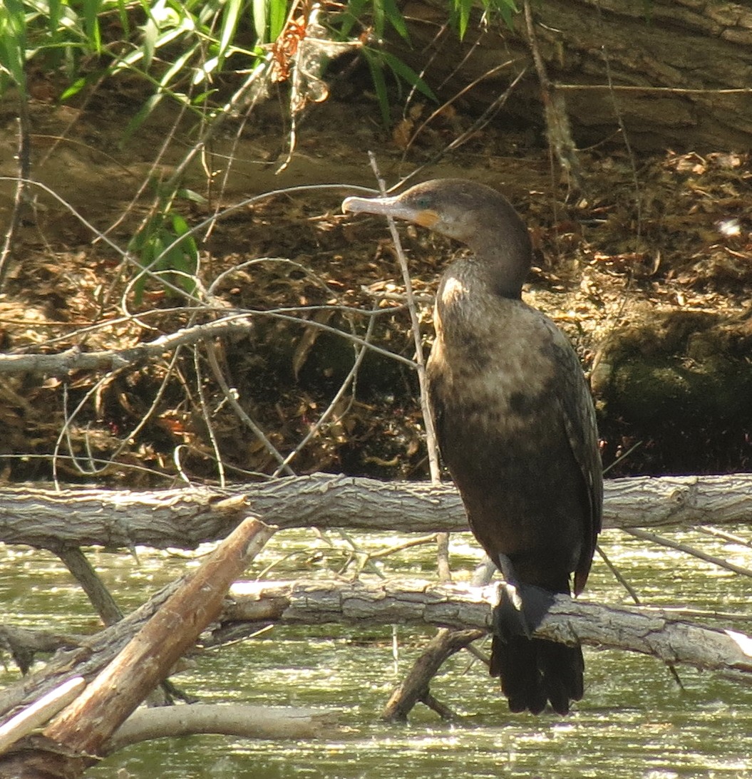 Neotropic Cormorant - ML95511861