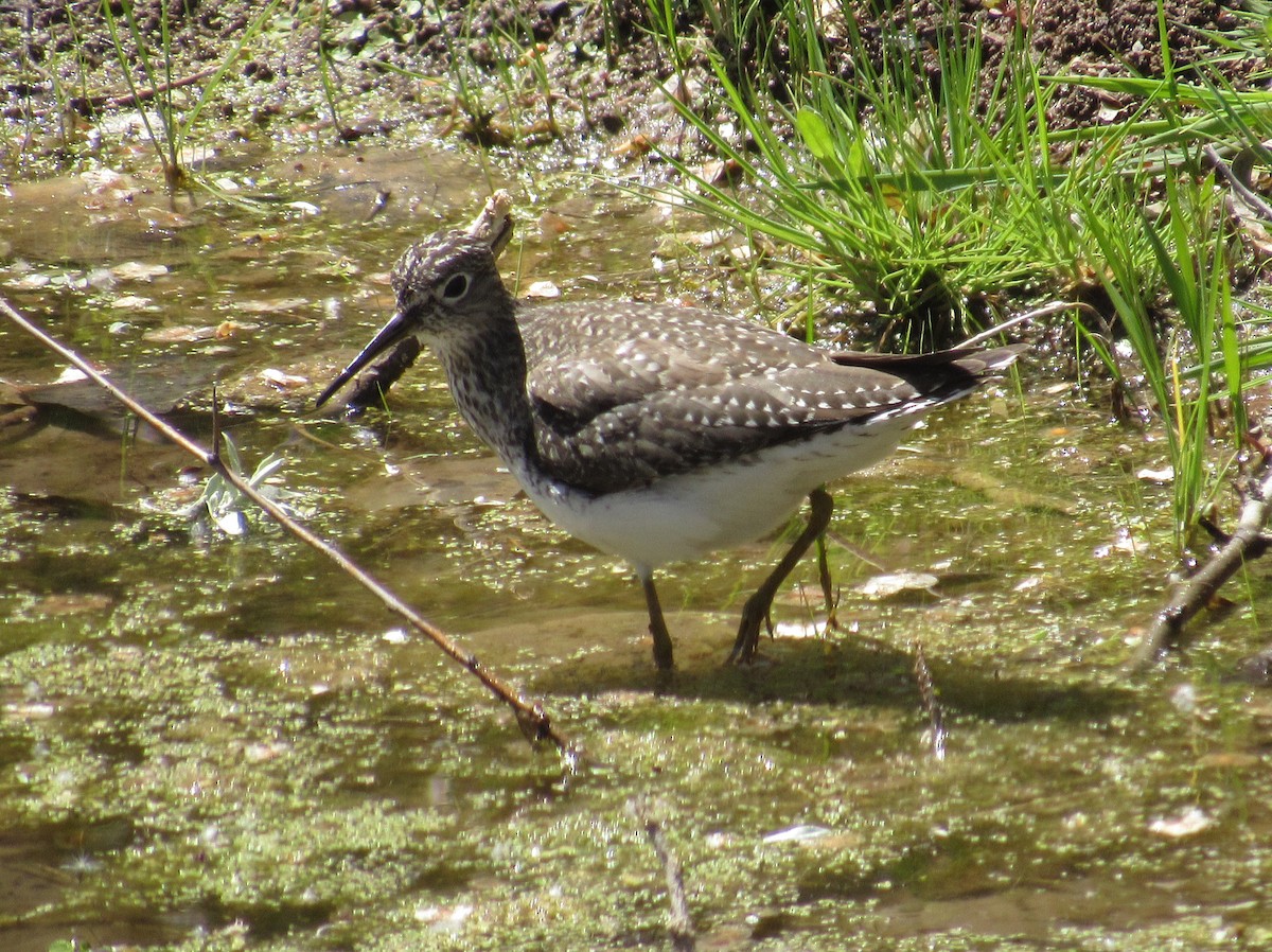 Solitary Sandpiper - ML95512511