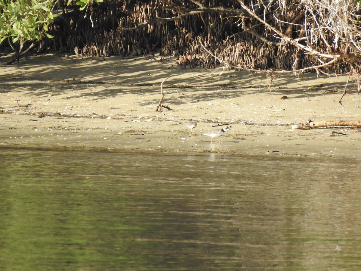 Semipalmated Plover - ML95512841