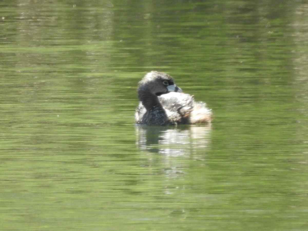 Pied-billed Grebe - ML95515401