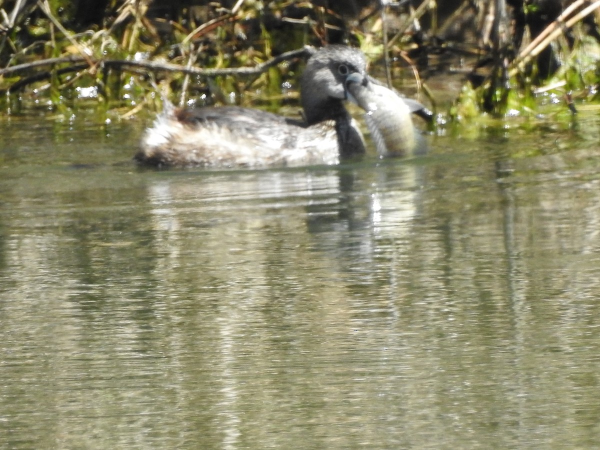 Pied-billed Grebe - ML95515441