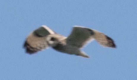 Short-eared Owl - ML95515611