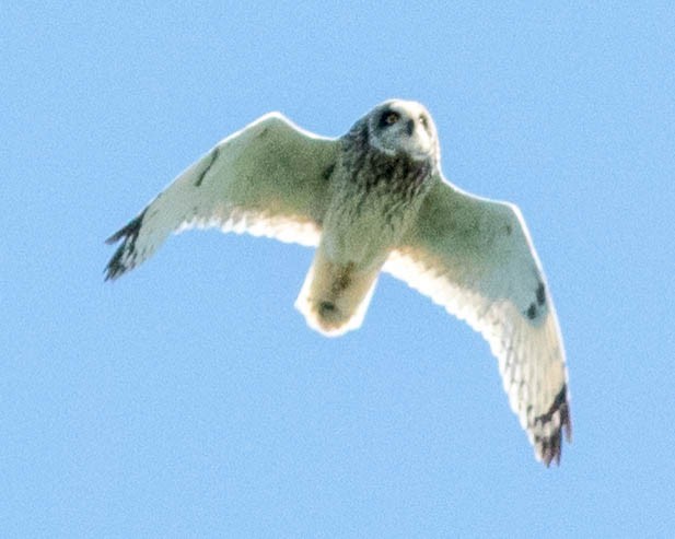 Short-eared Owl - ML95515621