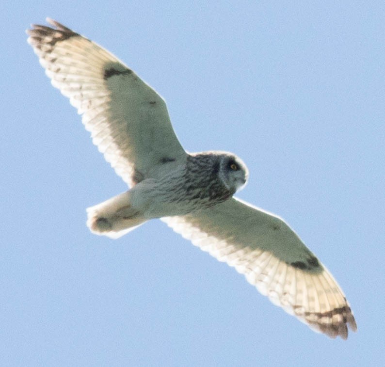 Short-eared Owl - ML95515641