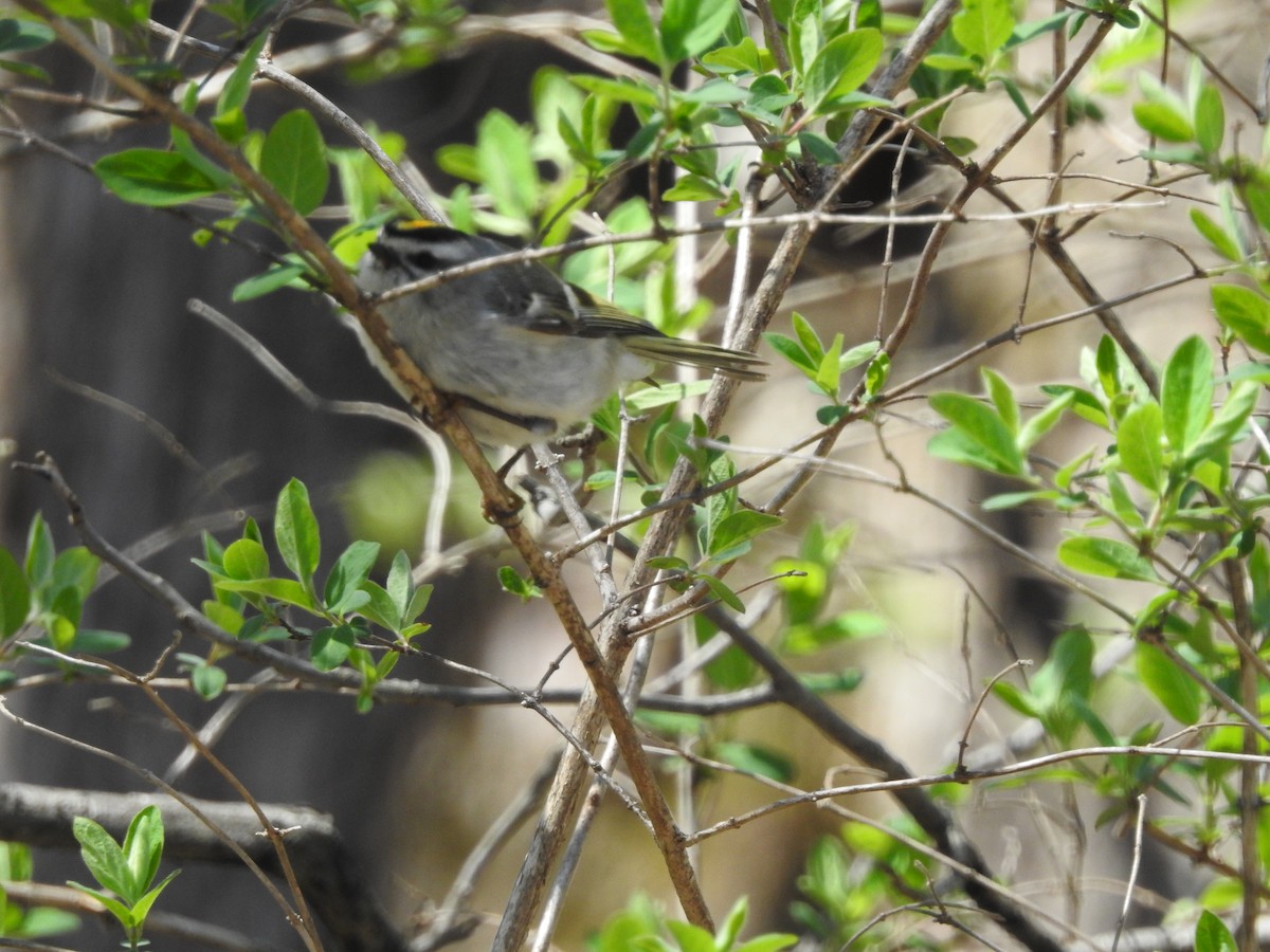 Golden-crowned Kinglet - ML95515661