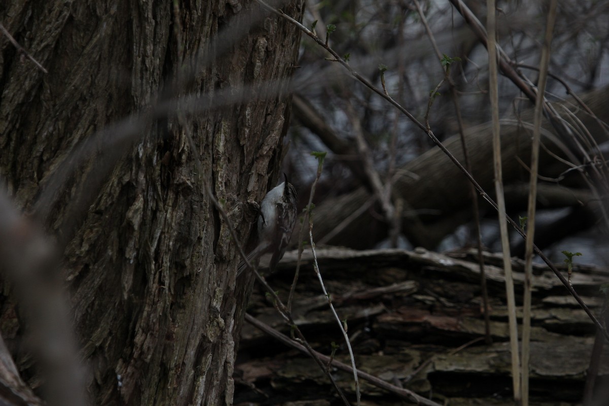 Brown Creeper - ML95516801