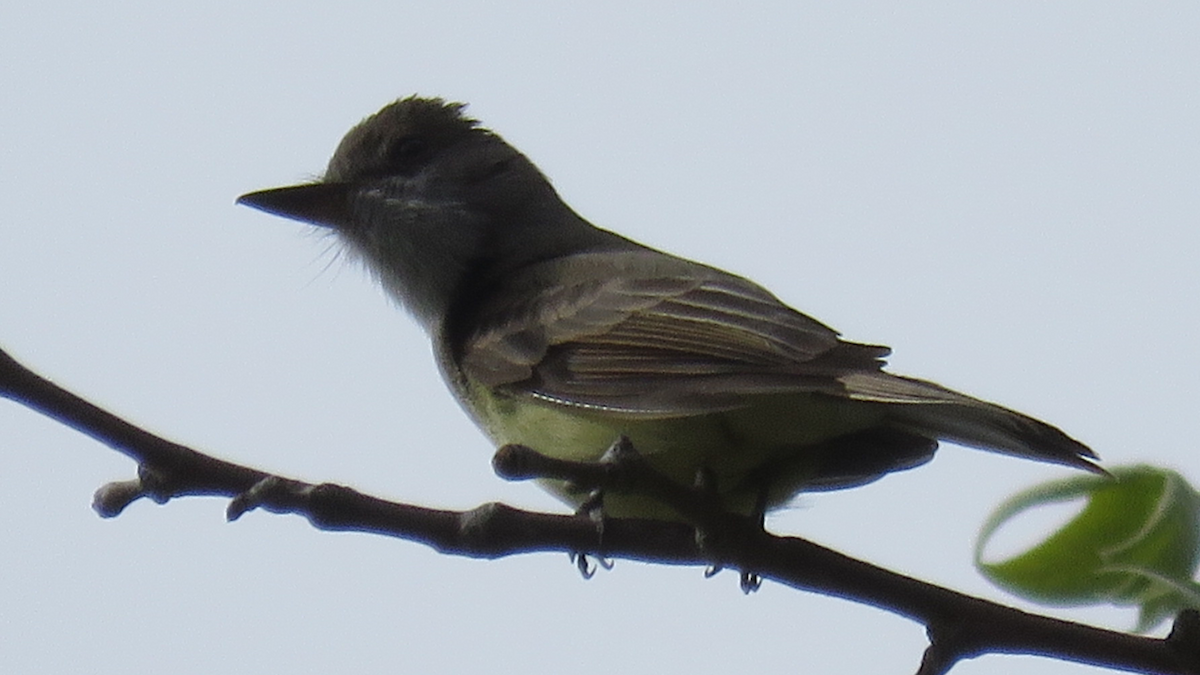 Dusky-capped Flycatcher - ML95520081