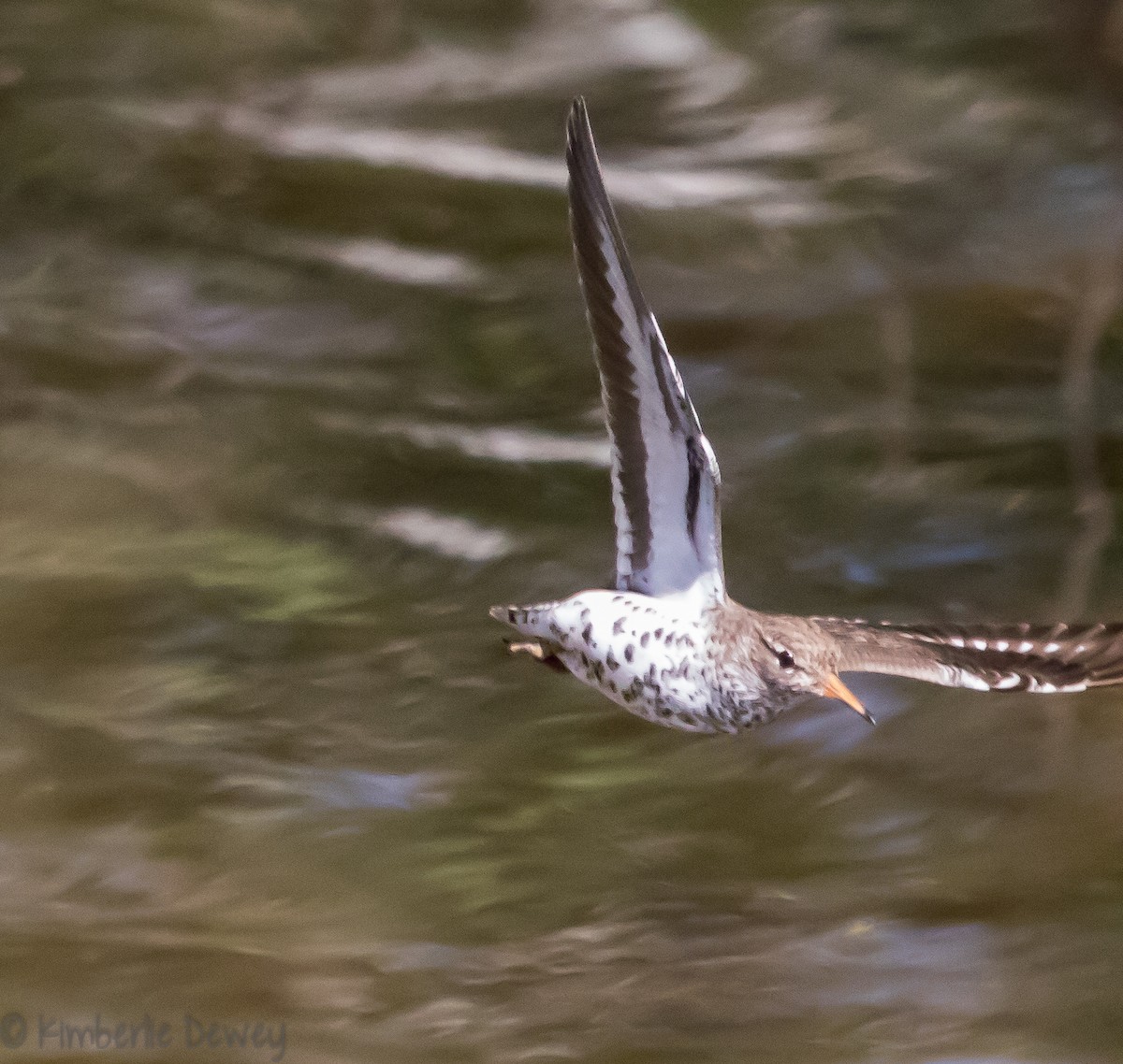 Spotted Sandpiper - ML95521871