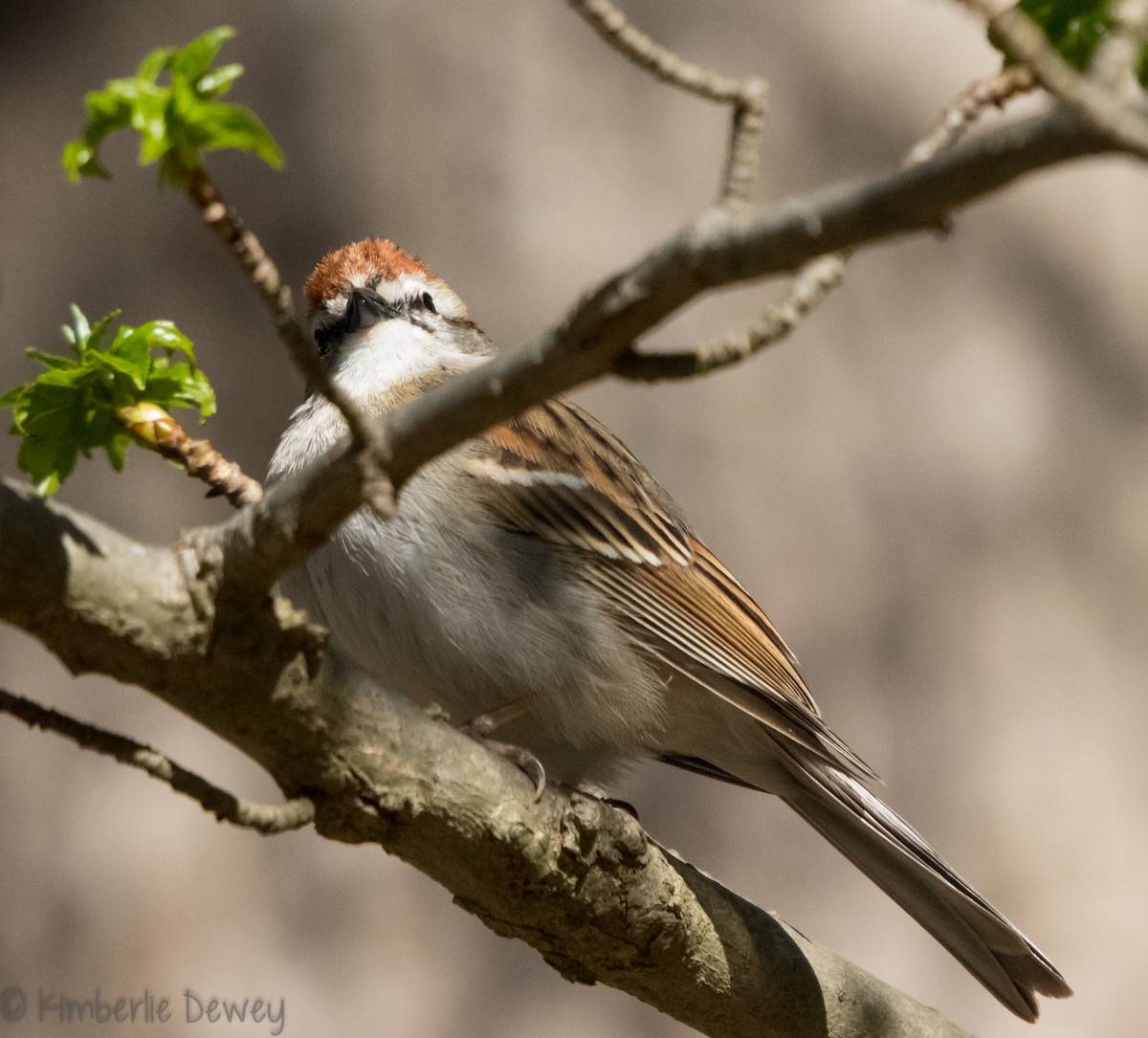 Chipping Sparrow - ML95521981