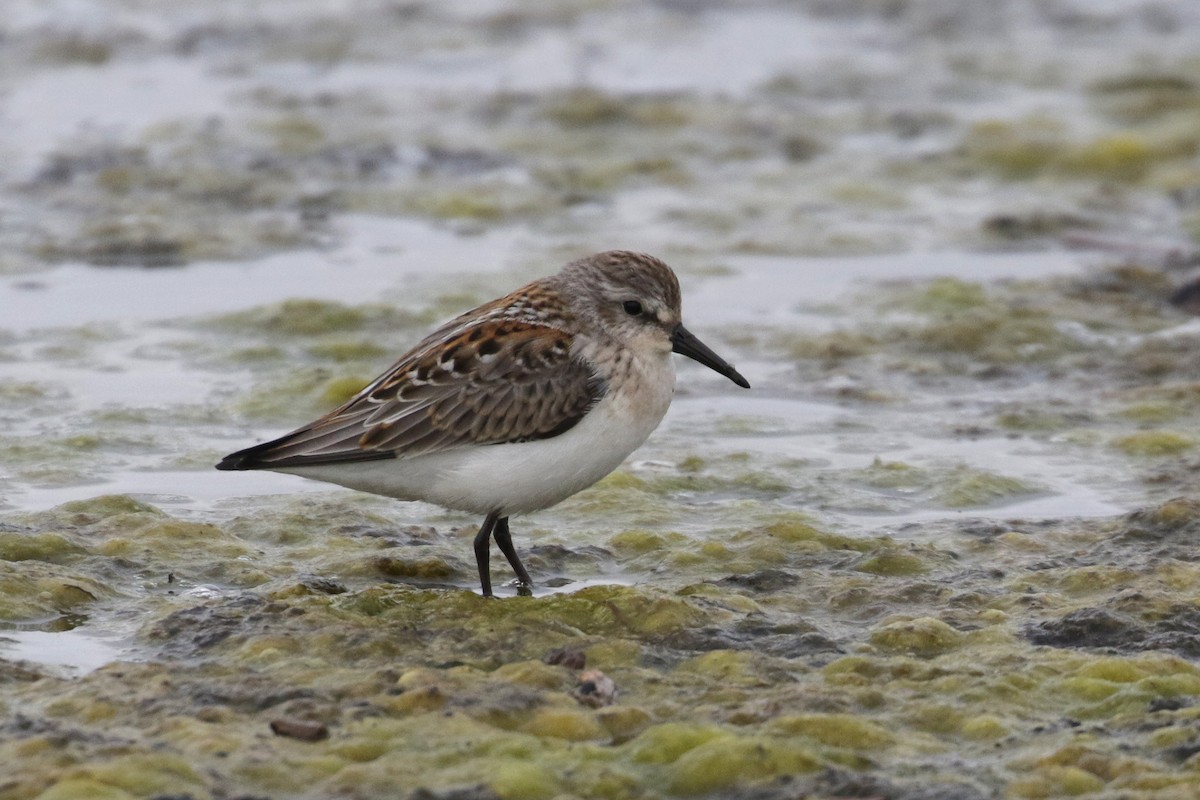 Western Sandpiper - Cameron Eckert