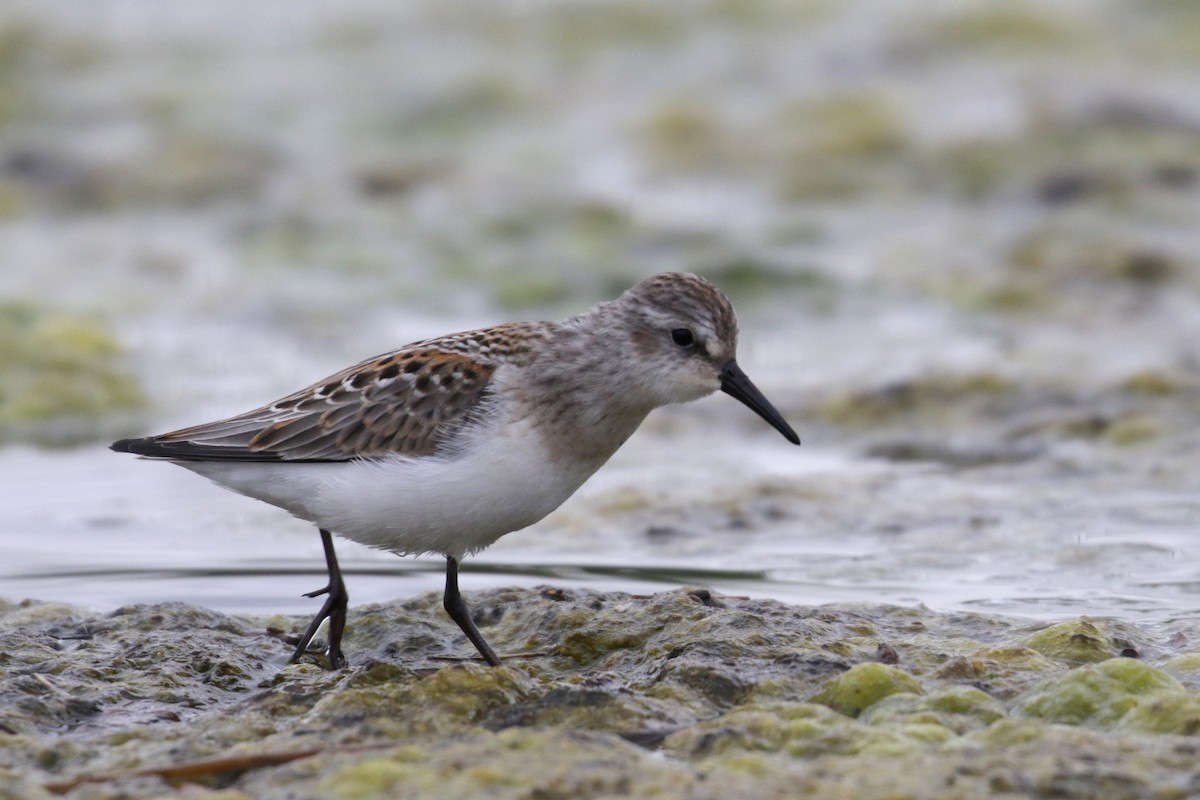 Western Sandpiper - Cameron Eckert