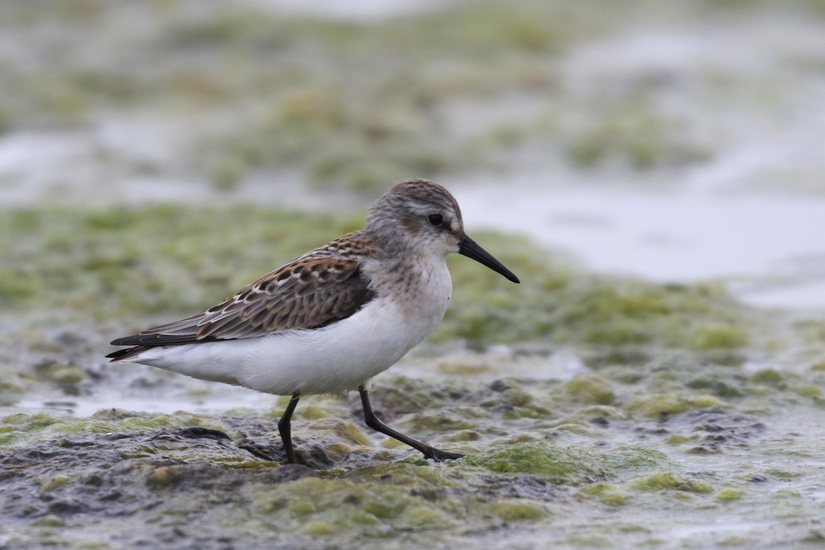 Western Sandpiper - Cameron Eckert